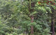 Prodej lesa 15 416 m2, Bene�ov u Semil